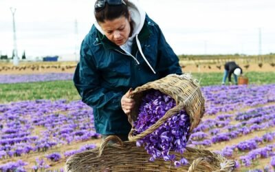 The Climate Crisis Is Threatening Spain’s Saffron Crop